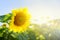 Field of sunflowers on sunny summer day. Growing sunflower for the production of oil