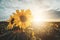 A field of sunflowers at sunset