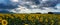 A field of sunflowers at sunset