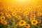 Field of sunflowers at sunset