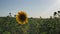 Field with sunflowers at sunset. the sun`s rays penetrate the foliage