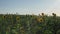 field with sunflowers at sunset. the sun's rays penetrate the foliage