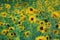 Field of Sunflowers Swaying in Summer Breeze