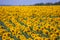 Field of sunflowers textured background