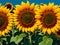 Field of sunflowers with three in a close up view in a sunny day