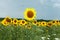 Field of sunflowers turning the countryside yellow