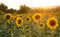 Field of sunflowers in Tuscany.