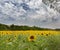 Field of Sunflowers in Tuscany in July