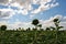 Field of sunflowers with unblown flowers, cloudy sky