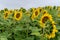 Field of sunflowers under the gray sky