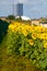 Field of sunflowers on an urban landscape background