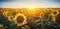 Field of sunflowers in the vivid light of the setting sun, close up backlit at golden hour