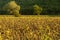 Field of sunflowers waiting to be harvested