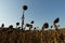 Field of sunflowers waiting to be harvested