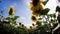 Field of sunflowers. Walk