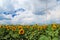 Field of sunflowers and wind turbine