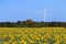 Field of Sunflowers and Wind Turbine