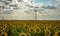 Field of sunflowers and wind turbine working, windmill ecological power by day