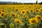 Field of sunflowers, yellow field, southern summer