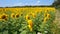 Field of sunflowers, yellow sunflowers. rural landscape