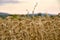 Field at sunrise wheat close-up of spikelets