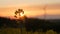 field - sunset with wind turbine.