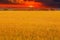Field sunset yellow landscape agriculture nature