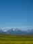 Field of Sweet Clover with Rugged Mountains in the Background