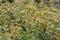 Field of Sweet coneflowers, Rudbeckia subtomentosa Henry Eilers