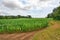 Field of sweetcorn sweetcorn, sugar corn, pole corn