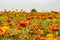 Field with tagetes,African marigold, in Hazerswoude Netherlands