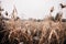 Field with tall golden frozen grass in winter