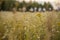 A field with tall grass . Silhouettes of female riders on horses are visible on the horizon.