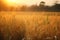 a field of tall grass with the sun setting in the background and trees in the distance in the distance in the foreground of the