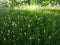 Field with tall grasses, yellow flowers and trees in the background