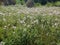 A Field of Tall White Dandelion Plants