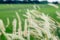 The Field of Tall Wild Grass: Nature\\\'s Background in a Beautiful Blur of Green Meadow