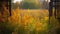 a field of tall yellow flowers next to a gate with a forest in the background on a foggy day in the fall or winter