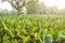 A field of taro plants growing.