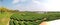 Field of tea trees neatly cut forming an attractive landscape.