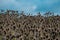 A field of Teasel seed heads