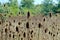 Field of teasel seed pods