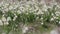 Field of tender spring snowdrops in early spring