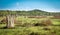 Field of Termite Mounds