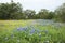 Field of Texas bluebonnets,daisies and verbanas with trees