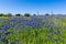 A Field of Texas Bluebonnets with a Rustic Barbed Fence