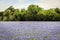 Field of Texas Hill Country Bluebonnets