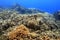 Field of Thin leaf lettuce coral