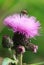 Field thistle (ï¿½irsium heterophyllum) and fly