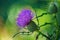 Field Thistle Wildflower, Cirsium discolor